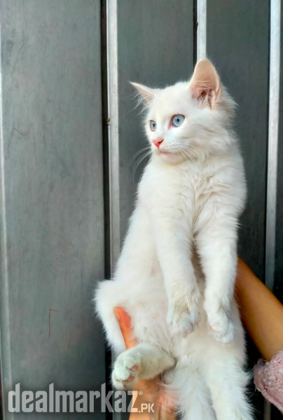 Pure White Persian Kitten Cats In Faisalabad Dealmarkaz Pk