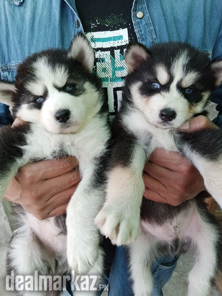 Husky Puppy'sBule Eyes Wolly Coat Available Pakistan husky dogs ...