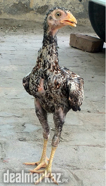 Aseel Cheena Patha for sale - 163675 - Hens & Aseel in Jhang ...