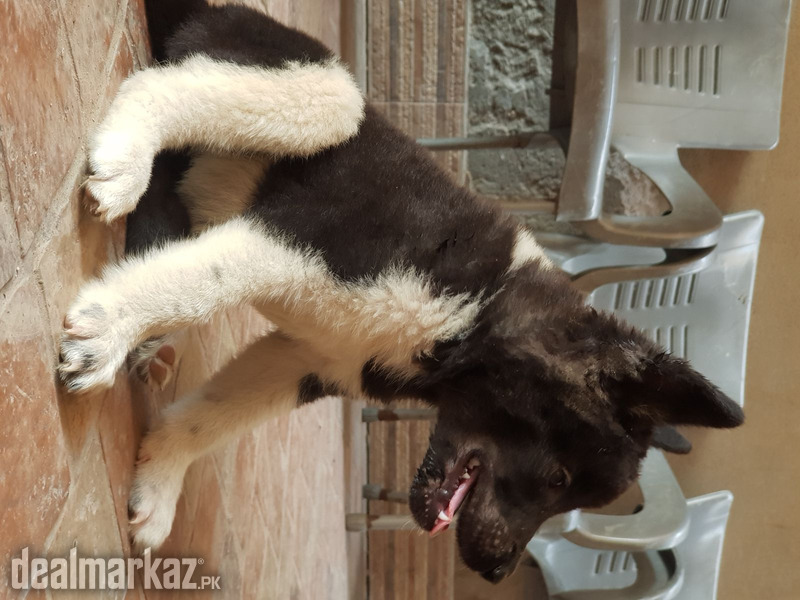 American akita puppies for sale - 163780 - Dogs in Faisalabad