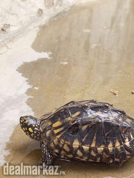 Yellow Dotted Turtle - 167474 - Other Animals in Karachi - DealMarkaz.pk