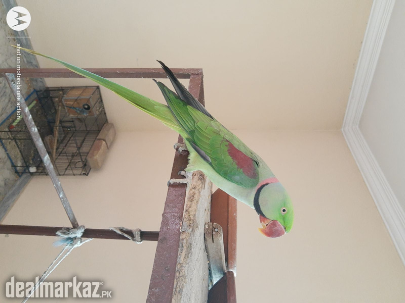 Raw Parrot Adult Male Available for Rehoming 175100 Birds in