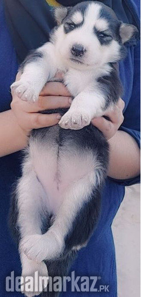 Siberian husky puppies - 181510 - Dogs in Karachi - DealMarkaz.pk