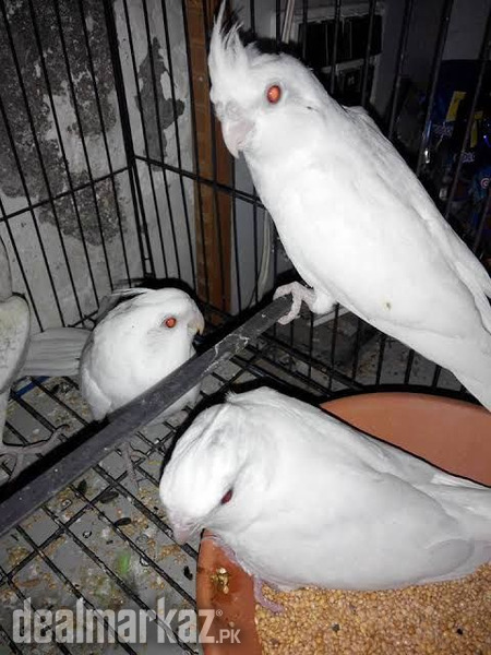 Eno cockatiel sales