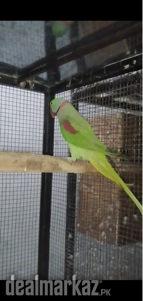 Alexandrine Parrots Breeder Pair 184501 Birds In Rawalpindi Dealmarkazpk 3369