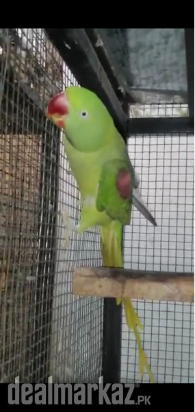 Alexandrine Parrots Breeder Pair 184501 Birds In Rawalpindi Dealmarkazpk 9699