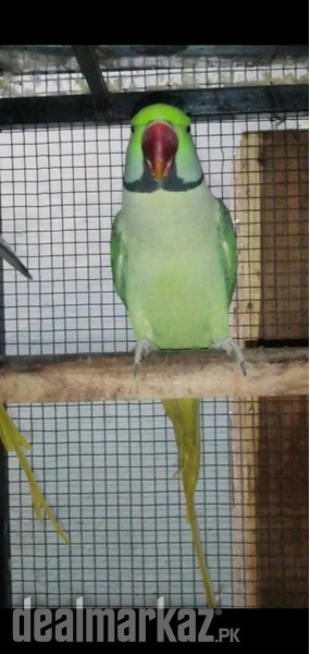 Alexandrine Parrots Breeder Pair 184501 Birds In Rawalpindi Dealmarkazpk 4202