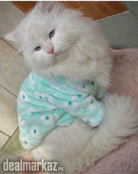 Persian white cat - 184694 - Cats in Islamabad - DealMarkaz.pk