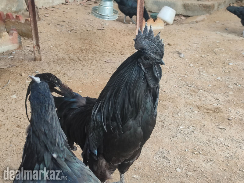 Ayam Cemani egg