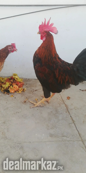 murga murgi pair - 188394 - Hens & Aseel in Karachi - DealMarkaz.pk