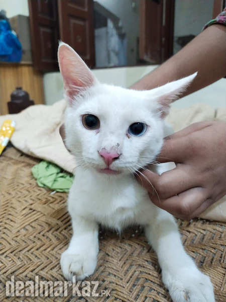 Khao manee male cat, heterochromia, jewel tonned eyes - 196176 - Cats ...