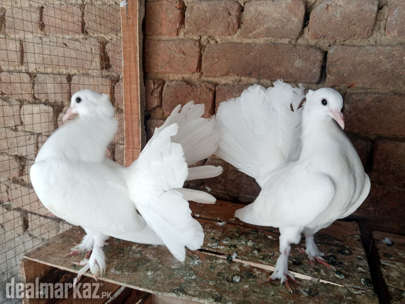 Lakky Kabootar Fancy Pigeon Pair - 196797 - Birds in Kharian ...